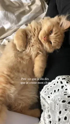 Mon Chipiti d'amour 🐈 Elle est pas trop chou cette vidéo de lui quand il était bébé, je fonds d'amour #britishlonhgair #chat #chatroux