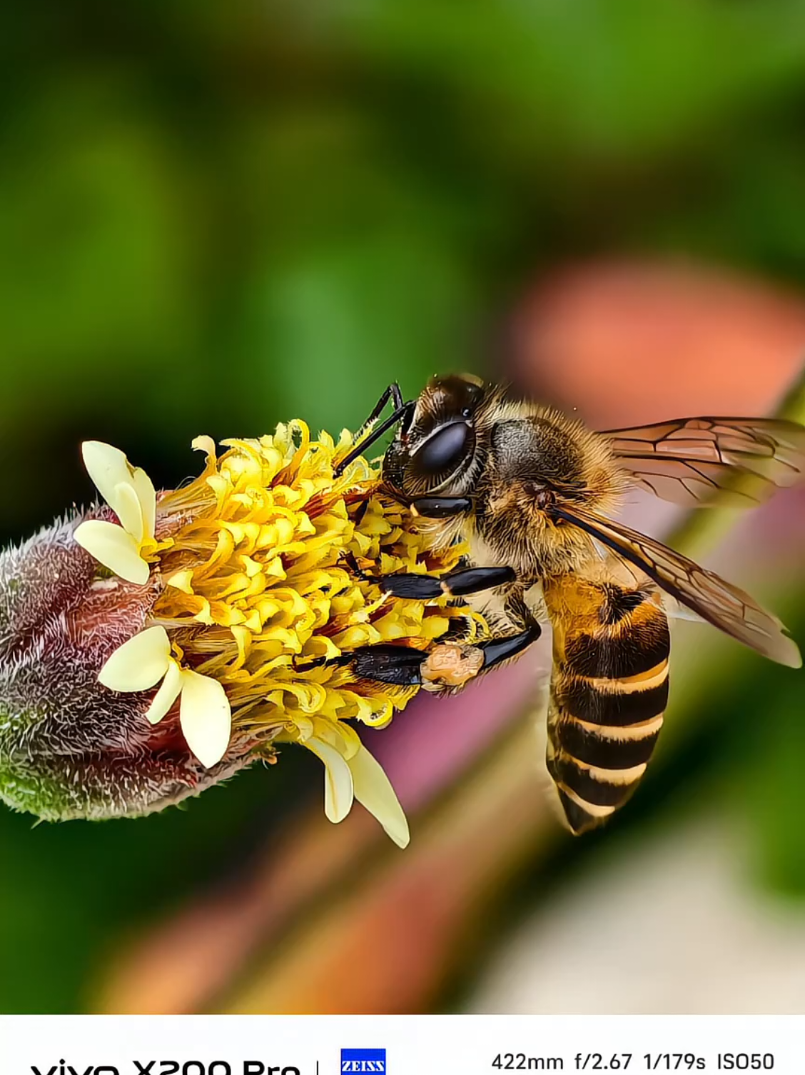 macro photography by vivo x200 pro zoom 🍀🌸 #vivox200pro #photography #macro 