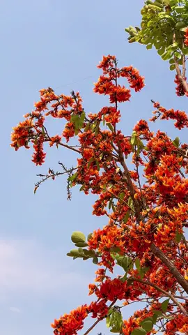 ផ្កាចារ ផេក👉បង្ហាញ-Show