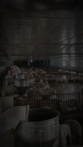 con đường dẫn đến thành công không khó 🥰🥰#CapCut #xuhuongtiktok #chănnuoivietnam #vairal #nuoiheo #lợn 