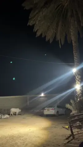 NIGHT SCENES AT V8 CATTLE FARM...♥️🖤 #Mashallah #subhanallah #v8cattlefarm #season2025 #DalfaCattleShow #CattleRampWalk #dalfacattleshow2k25 #QurbaniLovers #video #season2025 #Mandi2025 #2025qurbani #postviral 