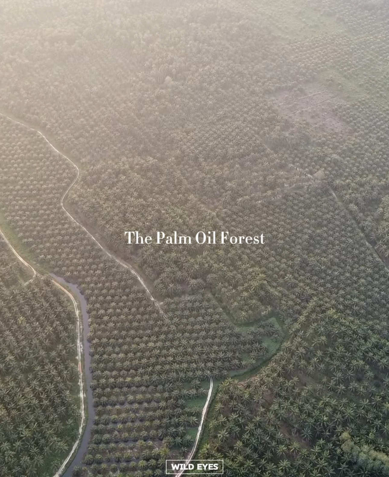 500m above of the Palm Oil world 🌴 https://youtube.com/@wildeyesss?si=FumxQoSDD5zo2oUu #sawitontiktok #sawit #fyp #fypage  #cinematic #cinematicaerials #youtube #sumatera #palmoil 