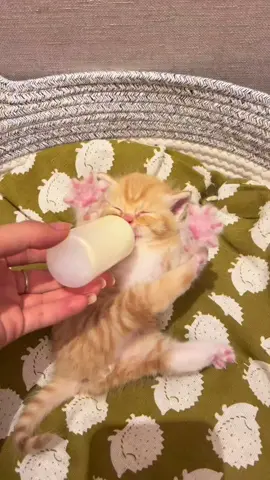 The little one loves it so much#fyp #kucing #PetsOfTikTok #meow #cute #cats #kitty #catlover #catsoftiktok #cutecat #funnyvideos #funny 