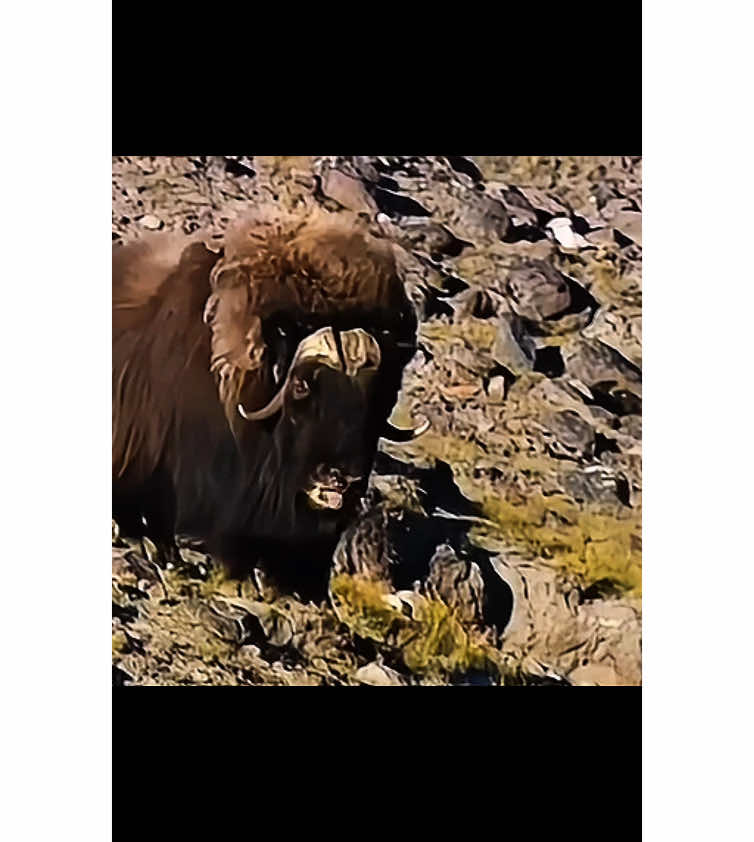 Los Bueyes 🐂 Almizcleros miden su fuerza 💪🏻 la época de celo a empezado #bueyes #almizcleros #miden #sus #fuerzas #la #epoca #de #celos #a #empezado #videoviral #parati 