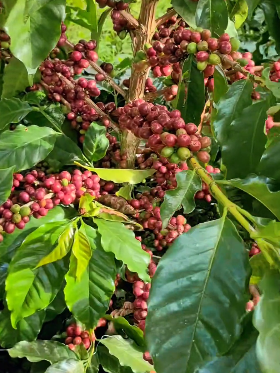 Cà phê Arabica, năng suất cao có thể trồng cảnh.