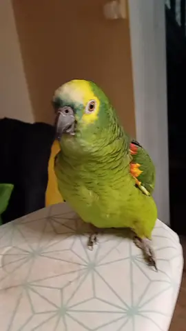 bonjou#lorocantante🥰😍 #parrotsinger #Love #cutepet #bird #papagaio #newsong #cutepets #reels 