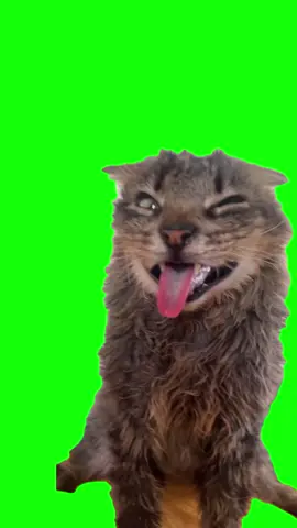 mr evil guy cat meme #catmeme #larry #memecut #meme #CapCut 