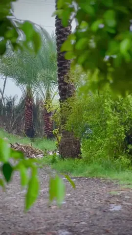 #الريف #رمضان_يجمعنا #مطر #fyp 