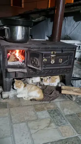 #keşfet #cat #kedilerindünyası 