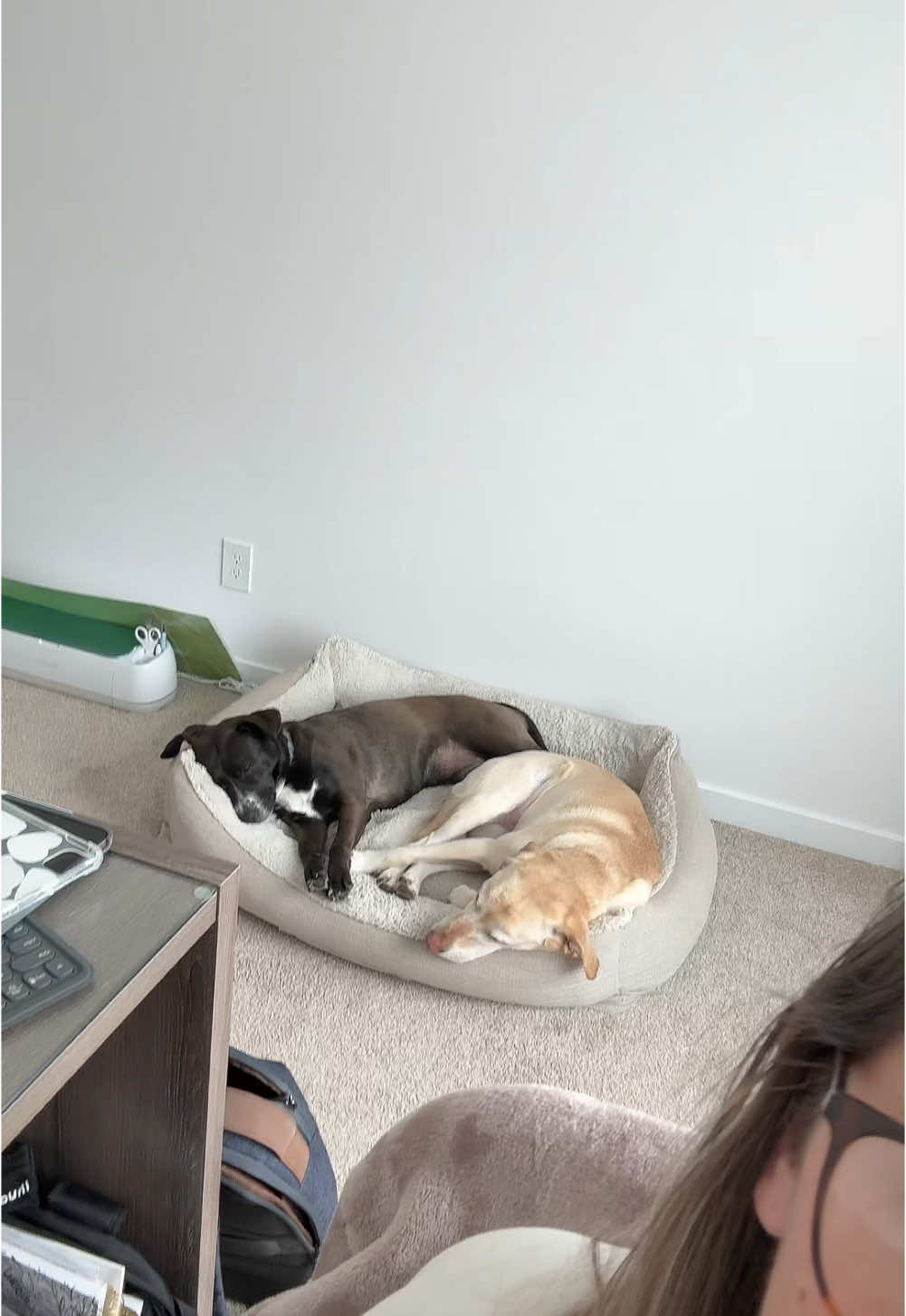 Hi. @Costco Wholesale ILY plz bring this bed back 😭😭😭