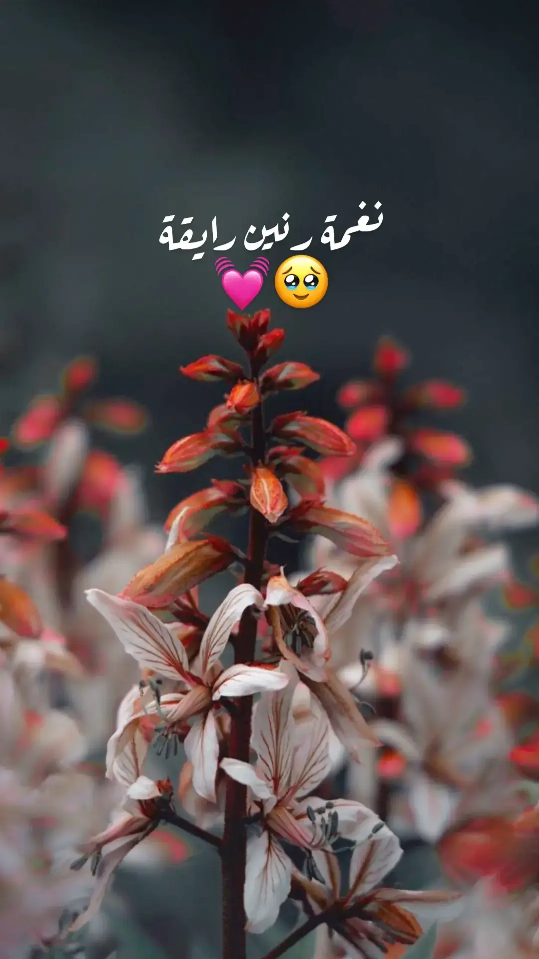 #نغمة_رنين_رمضانية #نغمات_جوال #نغمات_رنين #forupage #ranatk_sy #foruyou 