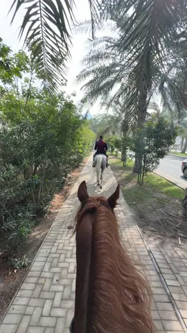 #خيل #خيل_وخياله🐎 #خيل_فروسيه_حب #خيل_عربي #فروسيه #خيل_عربي_اصيل #خياله🐎 #فروسية 