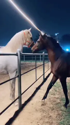 #فرس #الخيل_من_خيالها #الخيل_عشق_لاينتهي🐎❤️ #وين #عشاق #الخيل_العربية #tiktokindia #tiktokindia #fyp #youtube #CapCut #tiktok #fypシ゚viral🖤tiktok #لايك_متابعه_حركة_الاكسبلور #مالي_خلق_احط_هاشتاقات #explore 