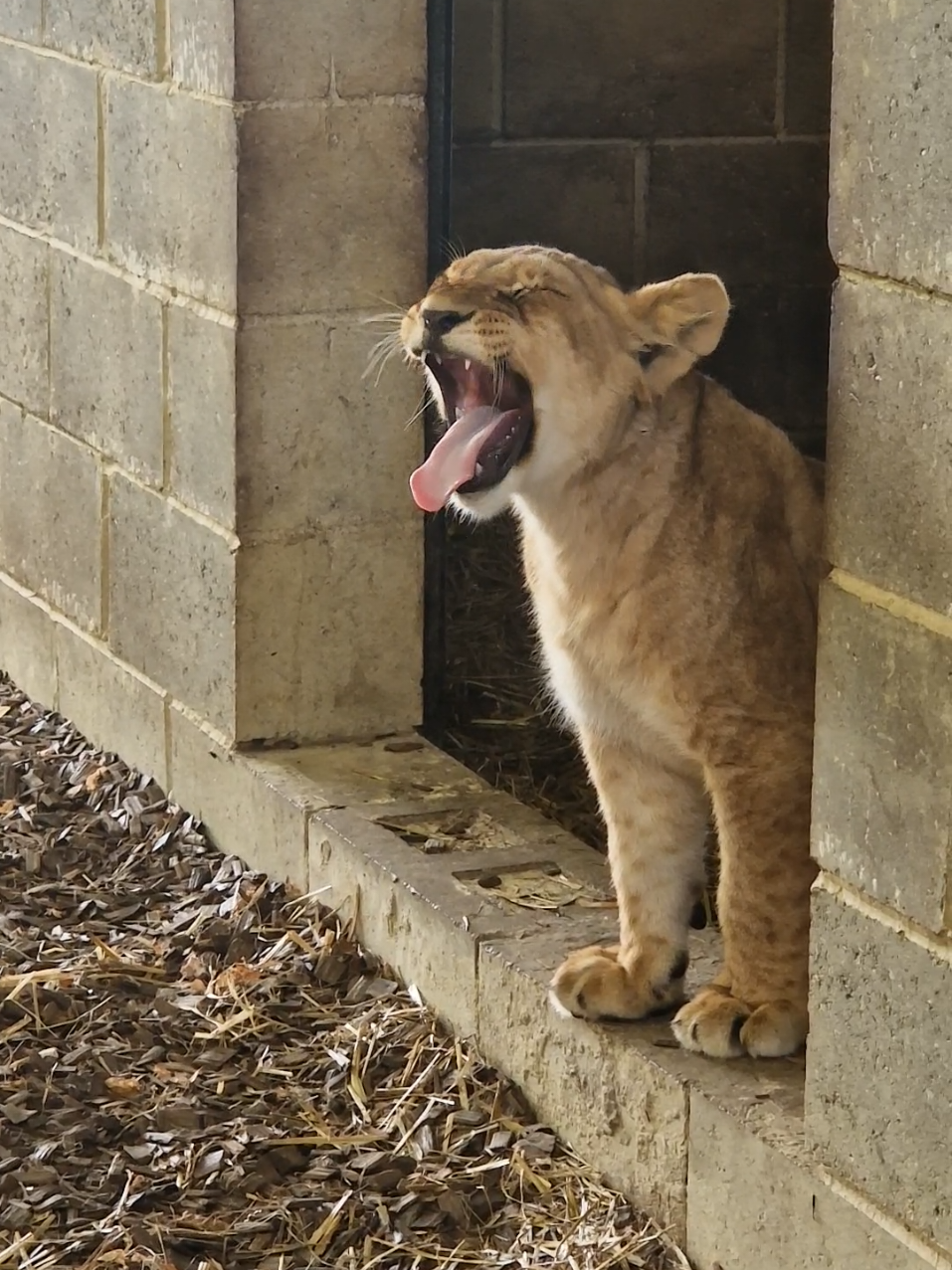 Amali, 5 months old and already exhausted #zookeeper #zookeeperlife #africanlion #babylion #🦁 #lioncub 