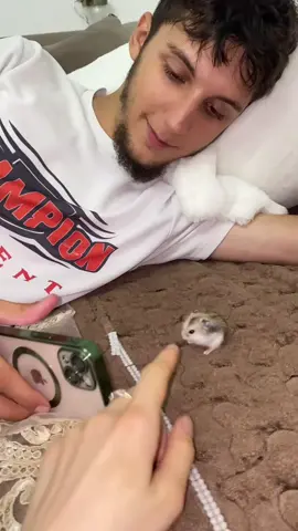 Aww, little hamster got squished! 🐹🥹 @gerbilhumans  Video by: madi.khalikowa #hamsterlove #cutepets #adorableanimals #petsofinstagram #hamsterlife #furryfriend #cutepetclub #pets_of_instagram #hamstergram #pocketpet #fluffylove #petstagram #hamsterworld