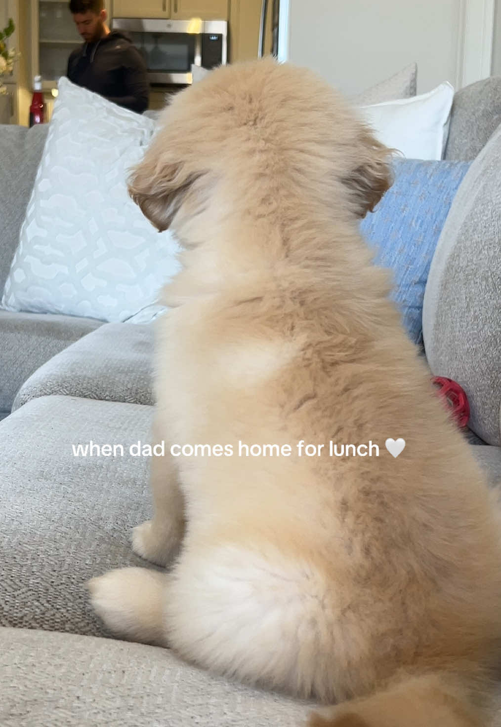 She loves her dad ❤️❤️❤️ #hazelthegolden #goldenretriever #puptok #puppylife #dogparents 