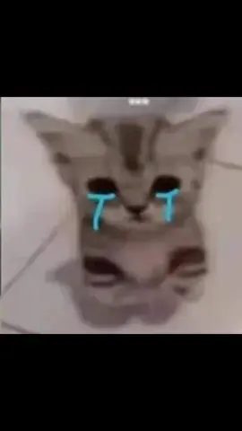 #sad #cat #cats #me this me