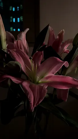 #fyp #lilies #flowers