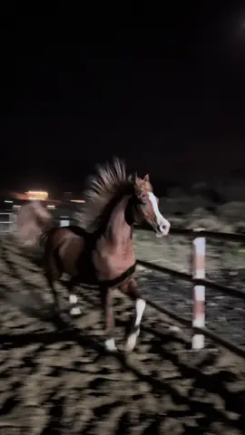 براق الخيل الله يبارك فيه⚡️🧡.                          #fppppppppppppppppppp #انتشار_سريع #انتشار_سريع_طائف #ماشاءالله #اذكروا_الله #خيل_عربي_اصيل🐎🐎 #ماشاءالله_تبارك_الله_اذكروا_الله #خيل_للبيع #غزال_الشقب #الطايف #براق #لعب #ماشاءالله 