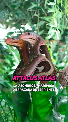 🔥 Attacus Atlas: La increíble mariposa disfrazada de serpiente🦋🐍