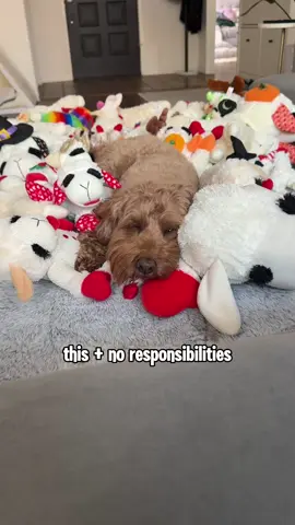 When she finally gives in 🥹 #dogsoftiktok #dogmomlife #lambchopdogtoy 