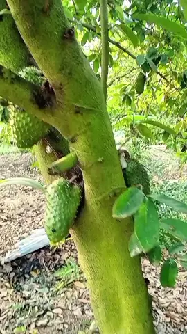 vừa làm lòng nhớ lại dĩ vãng 