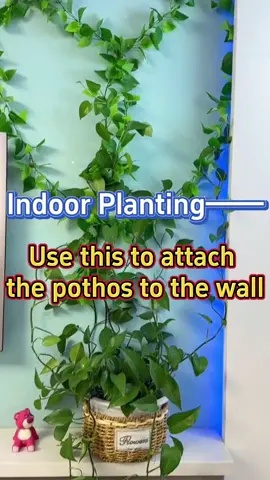 This is an easy way to help your plants climb and increase leaf size.#fixtureclip #fixingclips #PlantLover #homegarden #walldecor #diygarden #homeinprovement #shopnow #greenthumb #plantclips 