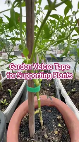 #planttape #plantsupport #magictape #plantsupporttape #velcrotape #gardensupplies #gardengadgets #gardeninghacks #gardenaccessories #reusabletape 