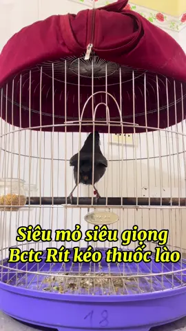 Khướu bac má siêu giọng#chimkhuou #khuoubacma #chimkhuouhot #khuoumuahot #chimcanhvietnam 