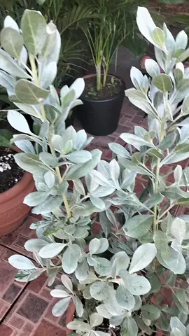 Silver Button Plants in terracotta cylinder clay pots 🌿Silvery winter frost leaves 🍀 available on hand 🍀43