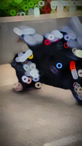 R15V3 bản đen nhám ae quan tâm ib mình#capcut #r15v3 #xetaycon #yamaha #xuhuong 