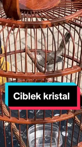 #ciblekmaniaindonesia #ciblek #ciblekkristal 