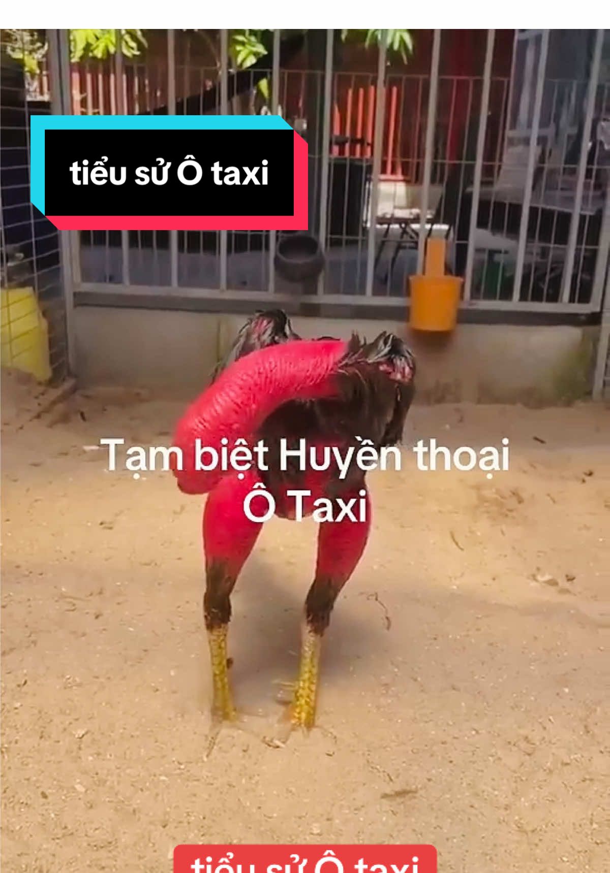 Tiểu sử Ô taxi#xuhuongtiktok #trending #quyếtchiến #gàchoivietnam🇻🇳 