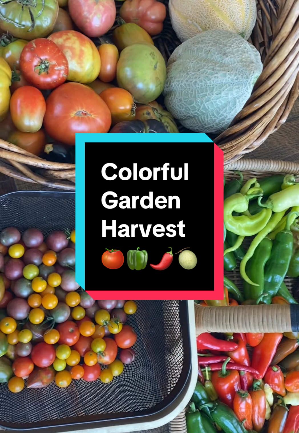 This #harvest is from last August and includes cantaloupe, tomatoes, and peppers from my #backyardgarden I miss the smell of garden ripe cantaloupe. There is nothing like it! #harvesttime #gardenharvest #growyourownfood 