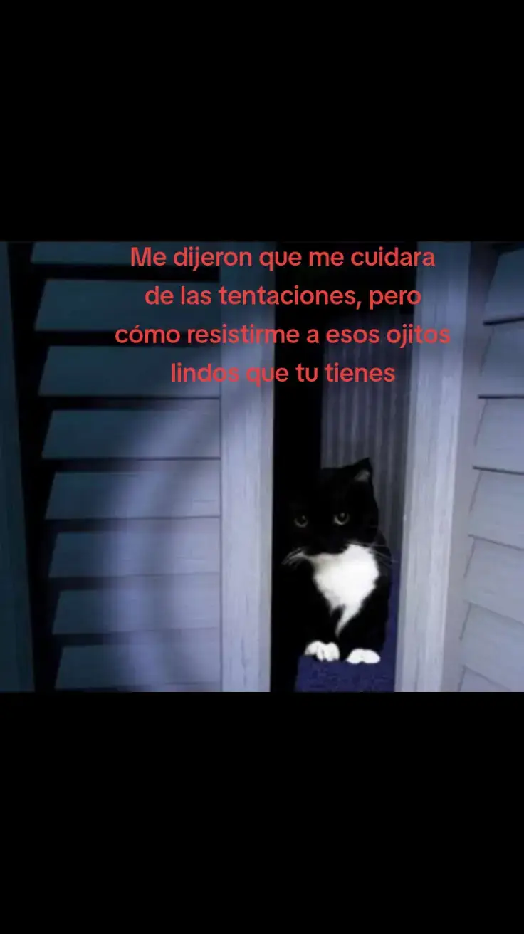 #foryourpage #foryou #dedicar   #paratii #cat  #textorojo #xyzbca #crzgf #viral @