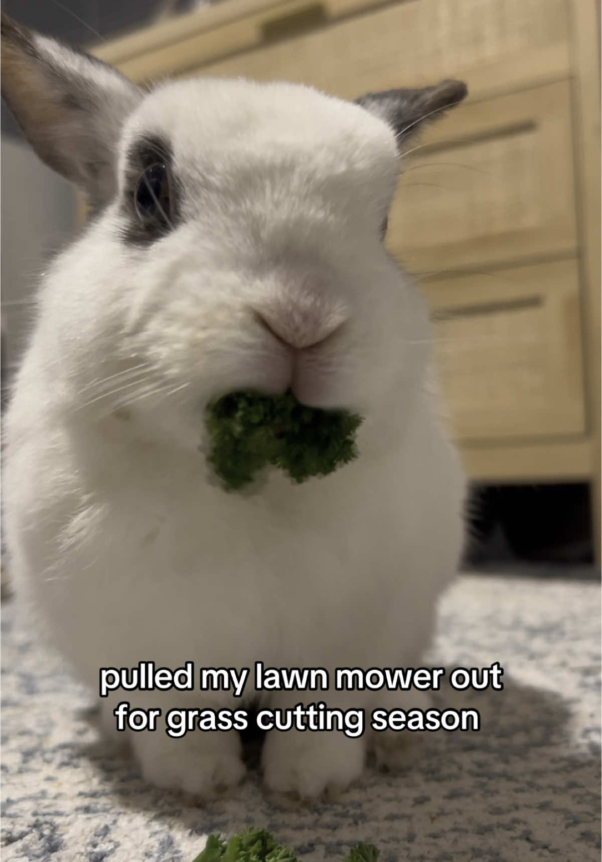 he’s ready for the season  #bunny #bun #collegebunny #bunnytok #bunnies🐰 #collegebun #bunnylove #bunnymom #bunniesoftiktok #bunniesoftheworld #bunnies 