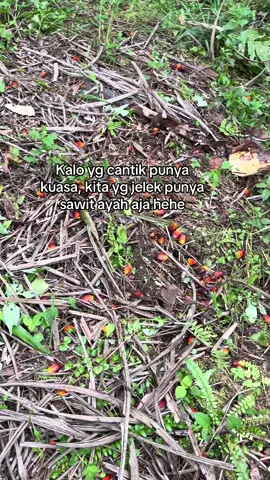 😁 #petanisawit🌴 #xybca #fyp #fypage #trend #soundviral #fyp #panensawit #petanisawit #petanimuda #sawit #lewatberanda 