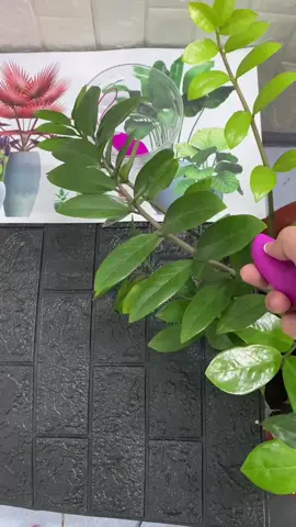 may rung một chiều #mayrungmotdau #mayrung #dochoiphunu #phunuhiendai #viral #trend #giaitri #trungnien #tinhyeu #tiktok #mayrung 