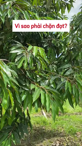 Vì sa phải chặn đọt?#Saurieng #xonhuysaurieng #Phanbon #chandotsaurieng #Phanbonla #kythuatsaurieng