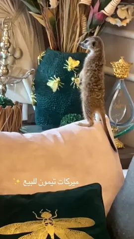 ميركات تيمون للبيع عمره ٣ شهور 🤍 #حيوانات #ميركات #تيمون #pet #قطط #animals 