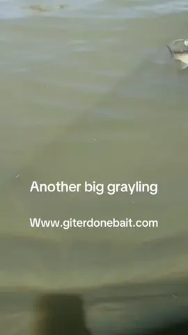 #giterdonebait #grayling #redwigglers #nightcrawlers 