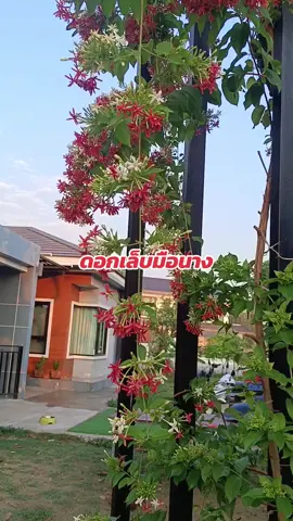 #ดอกไม้ #ดอกเล็บมือนาง #ต้นเกษมณีสีทอง 