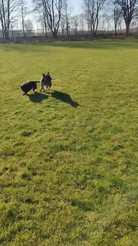 #danmark #denmark #skandinavia #skandinavien #europe #risingsun #dog #staffordshirebullterrier #nasnedogonyat 