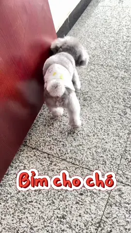 Bỉm cho chó. Không phải lo lắng tụi nhỏ đánh dấu khắp nơi nữa rồi #cute #cutedog #puppydog #puppy #animals #doglover #pet #fyp #dog 