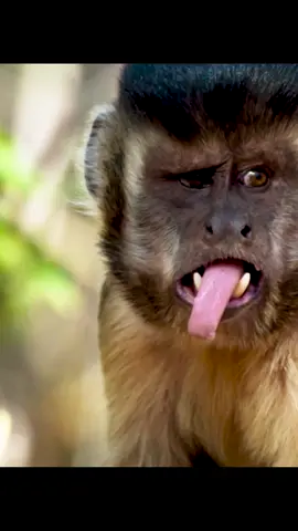 #animalsworld #wildlife #animalslifestyle 