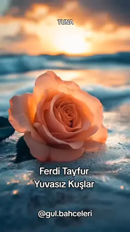 #guzelsarkilar  #guzelmuzikler  #ferditayfur  #ferdibaba  #ferdibabasevenleri  #yuvasizkuslar  #ferditayfursarkilari  #ferditayfurhayranları  #anlamlisarkilar  #anlamlivideolar  #guzelsozler  #anlamlisozler  #kesfet  #kesfetteyiz  #kesfetbeniöneçıkart 