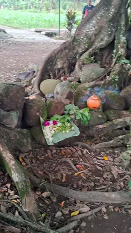 sebuah reruntuhan candi era pra singosari yg sekarang dijadikan punden desa yg begitu asri dan sakral.#kitaperintisbukanpewaris #sobopunden 