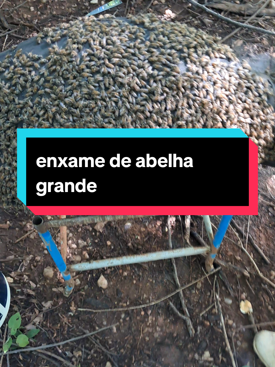 enxame de abelha grande #ceara #nordeste #abelha #apilcultor 