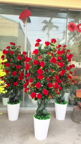 “Bạn đã từng thấy một cây hoa hồng đẹp đến mức này chưa? Nhà có cây hoa hồng nở rộ – Đỉnh cao của sự lãng mạn!” Trồng hoa hồng trước nhà – Vừa đẹp vừa mang lại tài lộc #hoahong #hoahongngoai #hoadep #caycanh #hoahongno