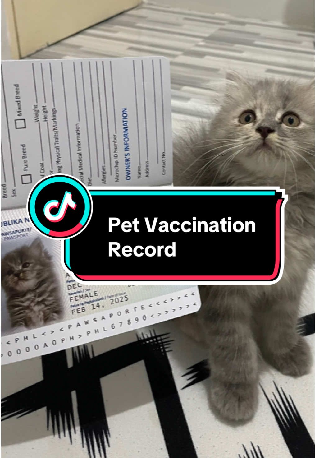 Pet Vaccination Record #catessentials #persiancat #catvaccinationcard #affiliate #fyp 
